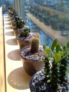 My Succulent Plants