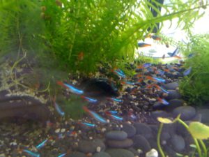 Neon Tetra