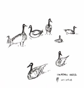 Canada Geese