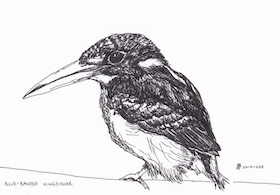 blue-banded-kingfisher-illustration